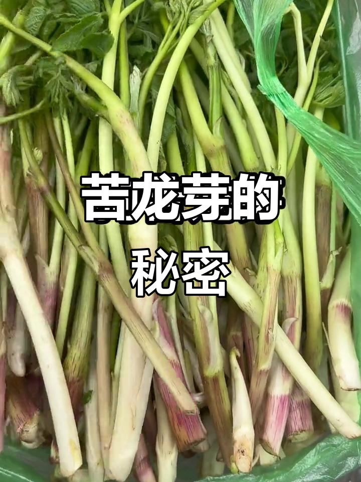 龙牙菜:苦中带甜,山野菜的独特风味