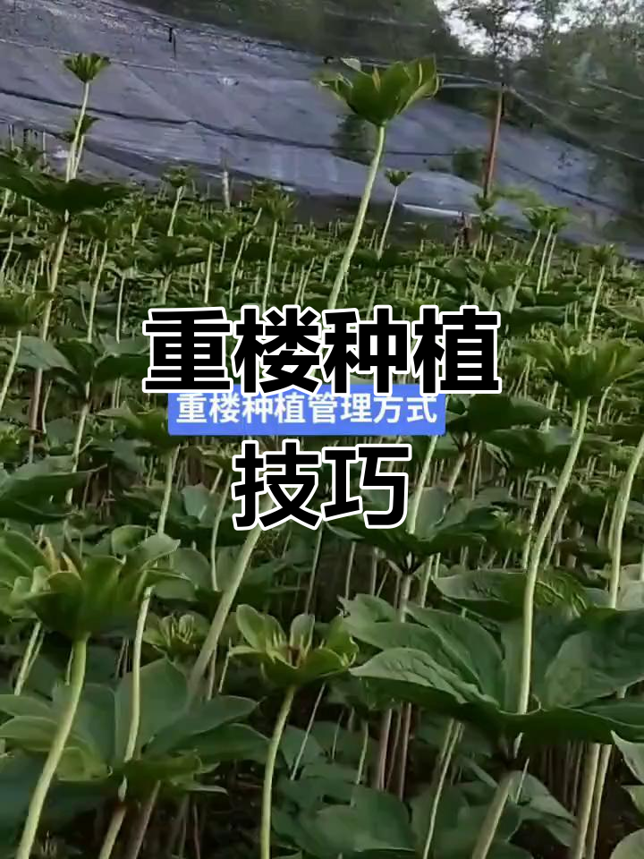 重楼种植三种方式,周期与效益全解析