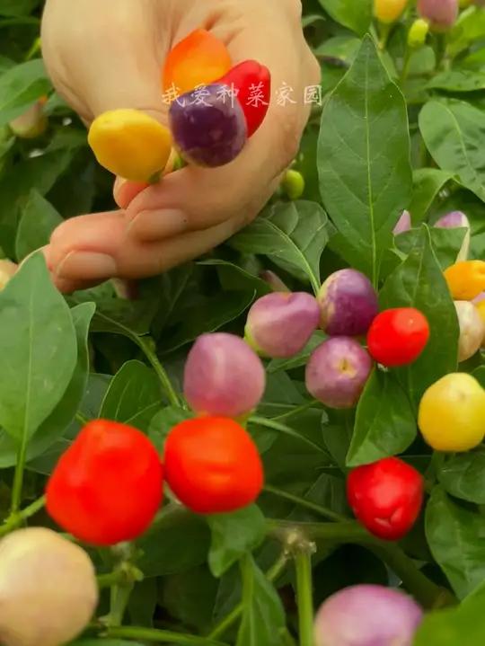 五彩辣椒花盆种植方法图片