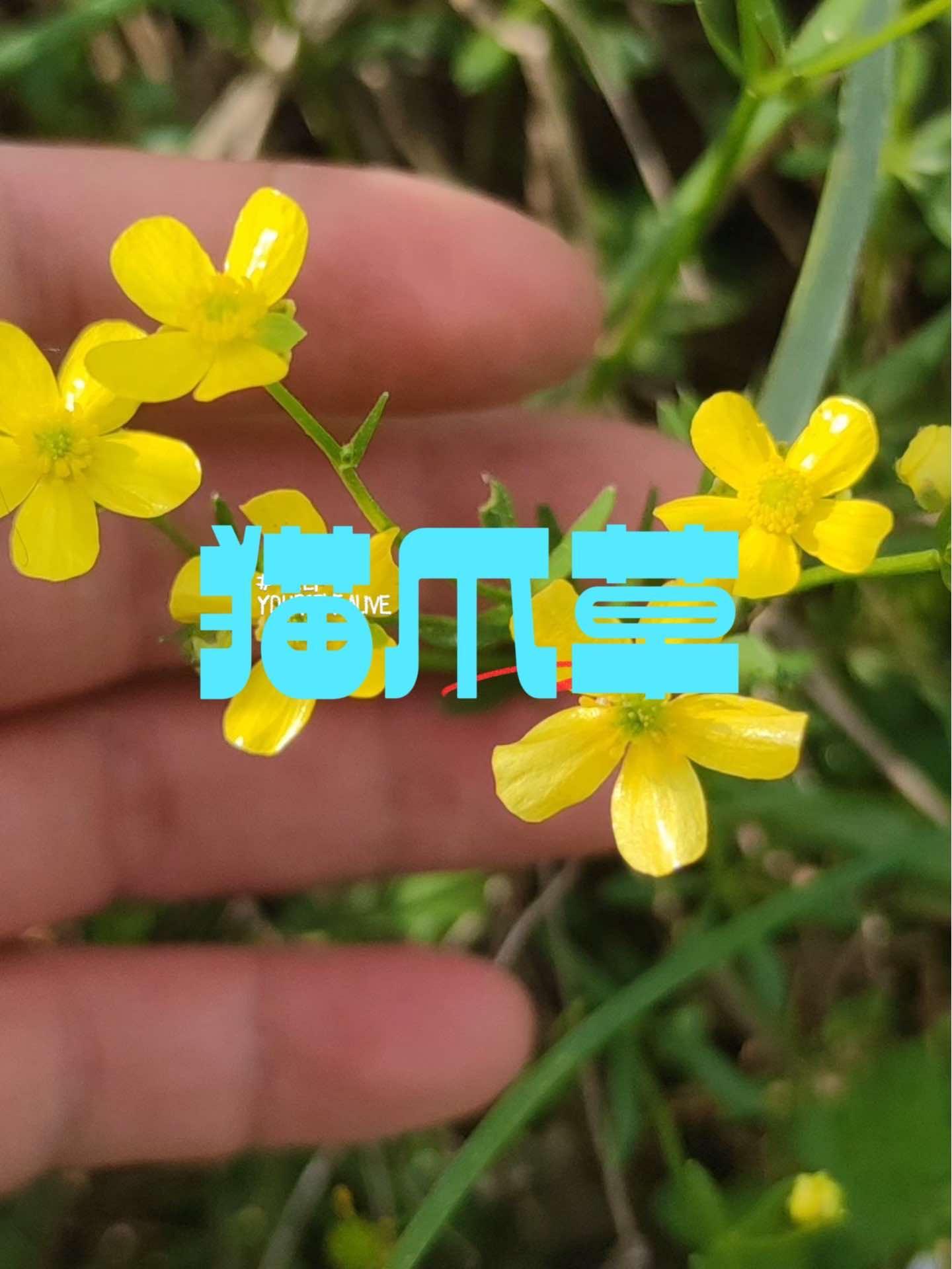 识百草 你