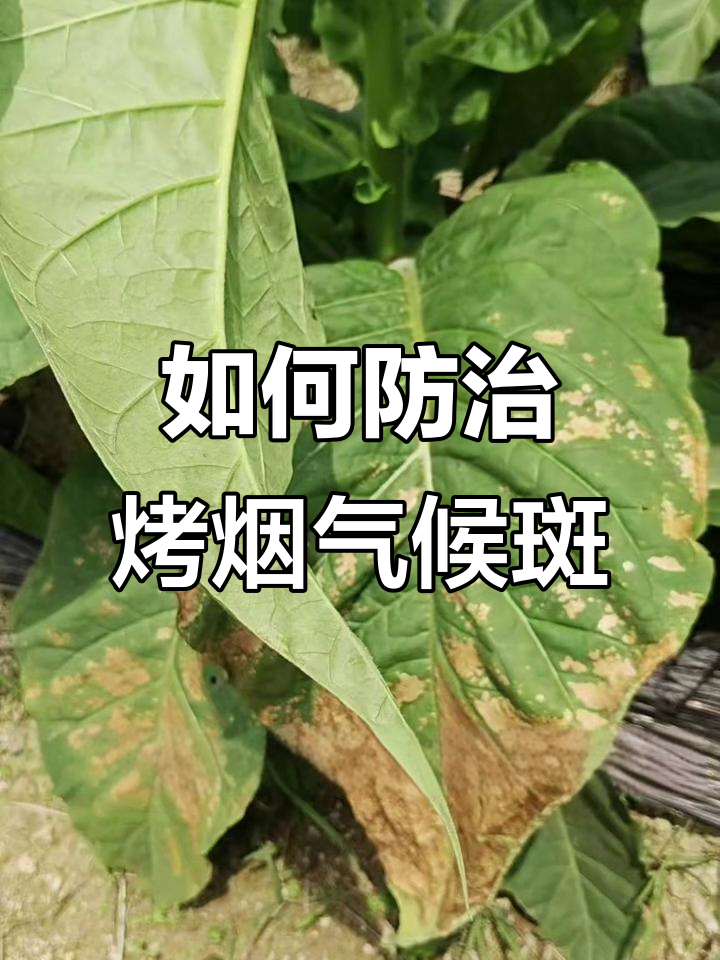 南方烤烟区病害频发,气候斑如何应对?
