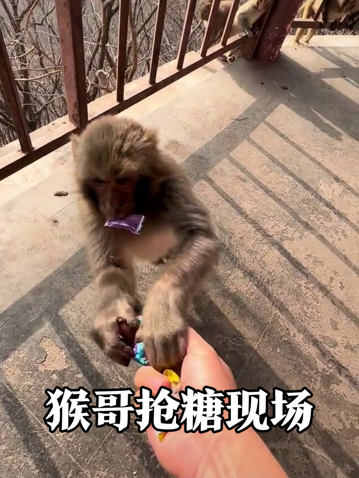 猴哥抢糖有多贪?嘴里叼着手里抓,看到新糖立马回头!