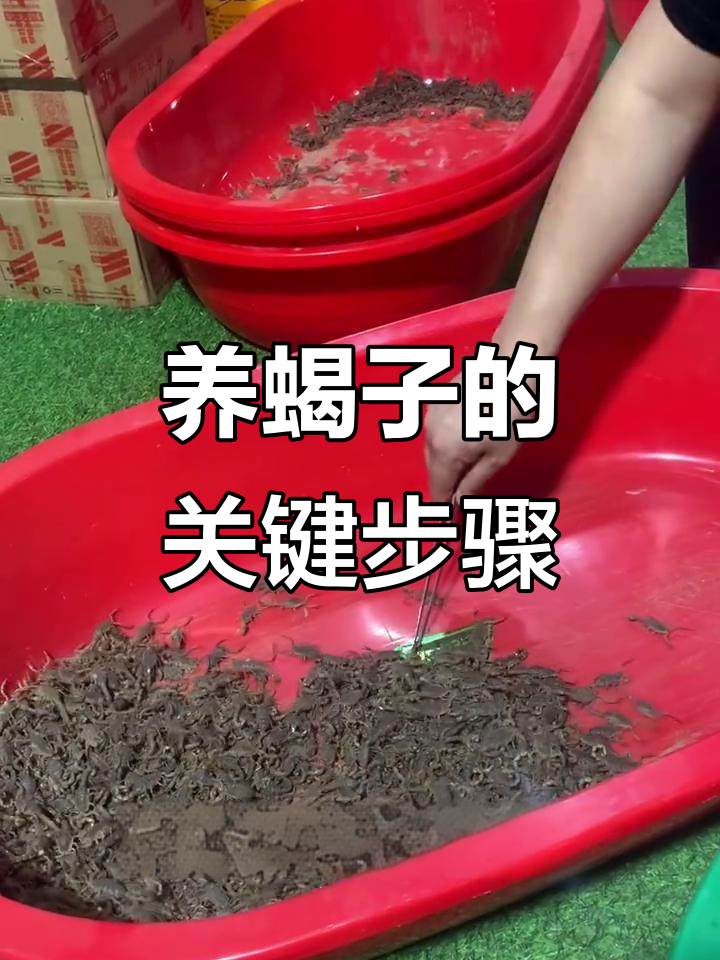 蝎子养殖全攻略:从挑选种蝎到育肥技巧