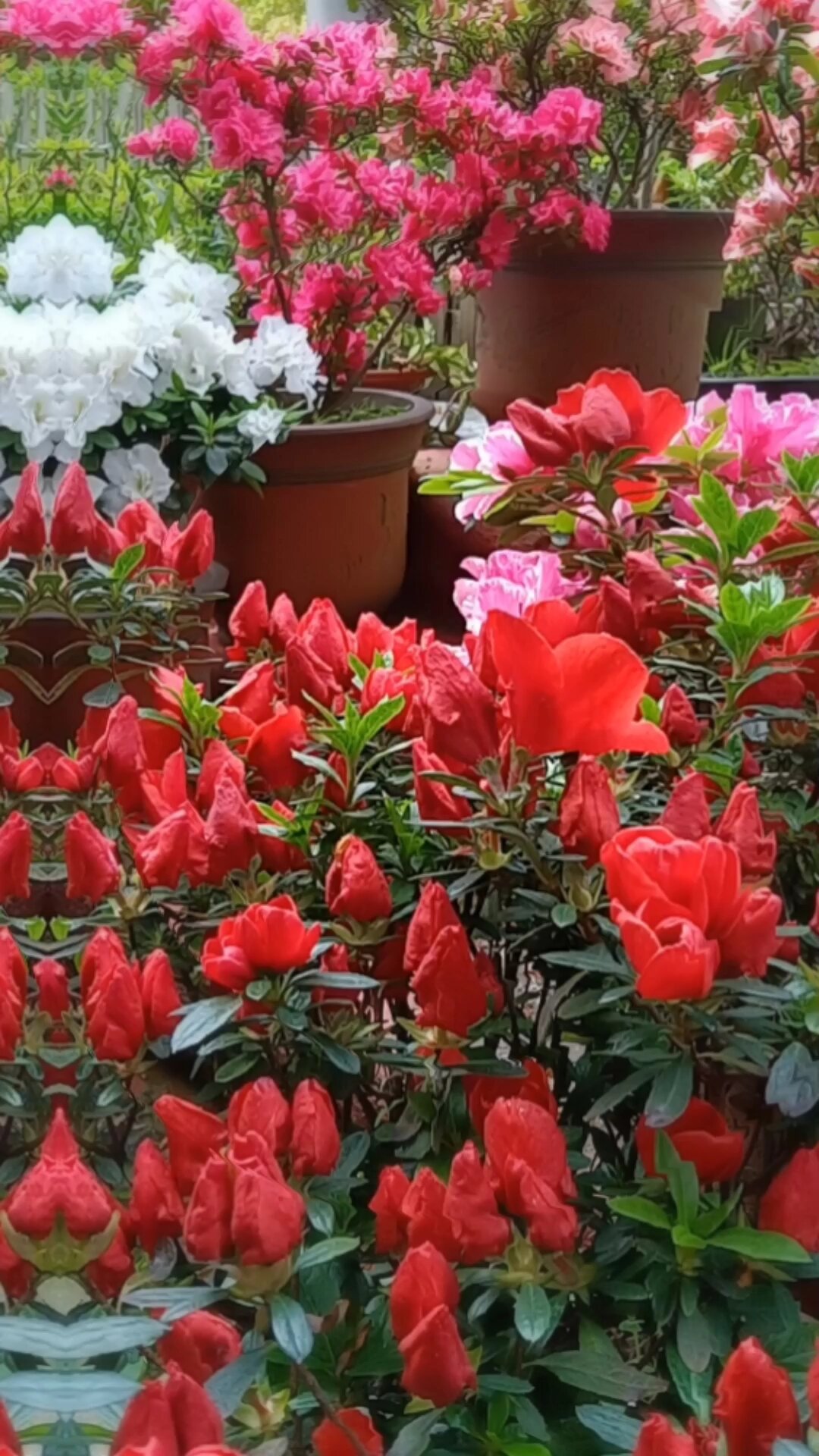 花园里的各种比利时西洋杜鹃