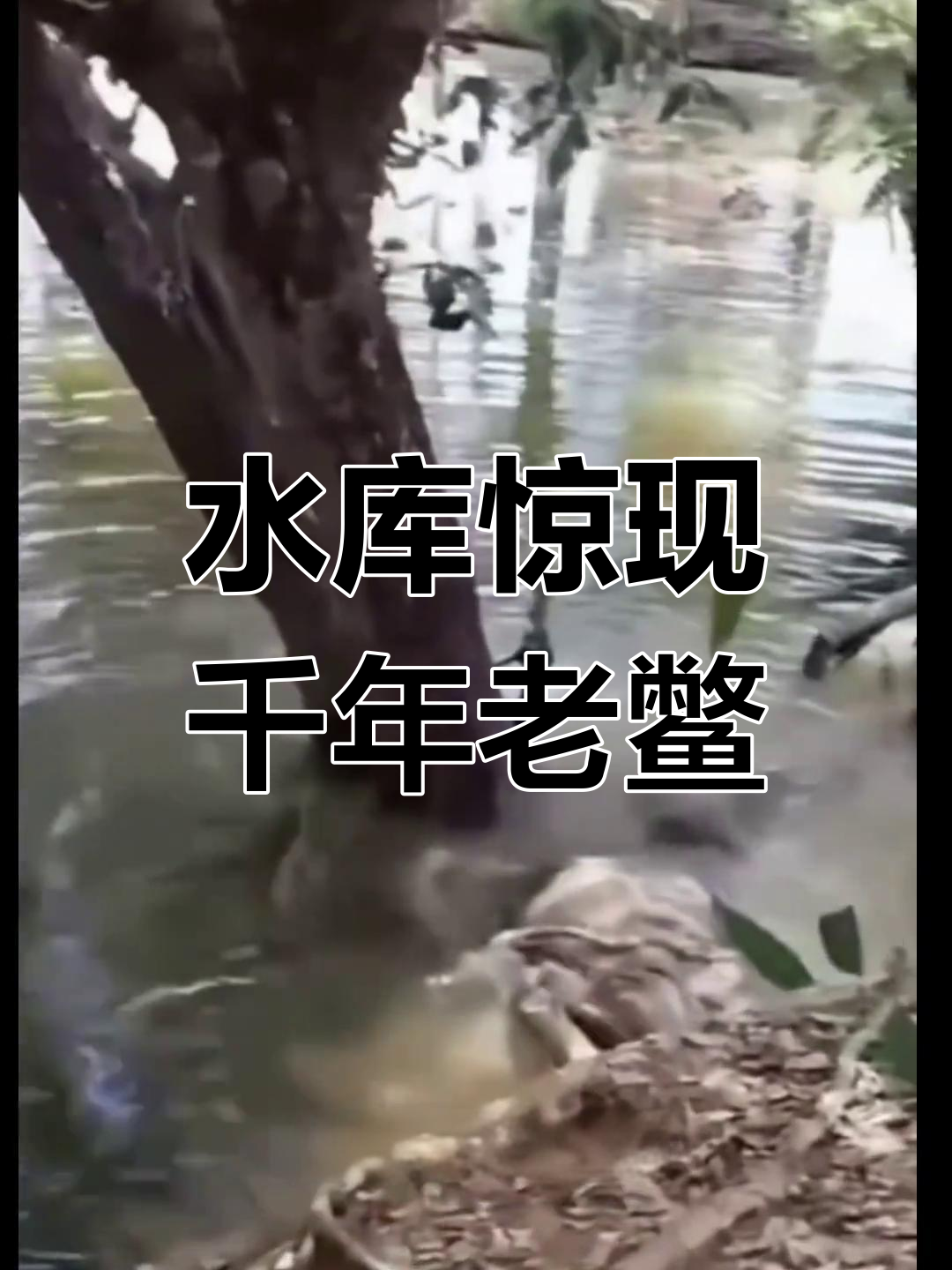 百年水库现巨鳖,体型惊人,村民惊叹其可能已活过万年