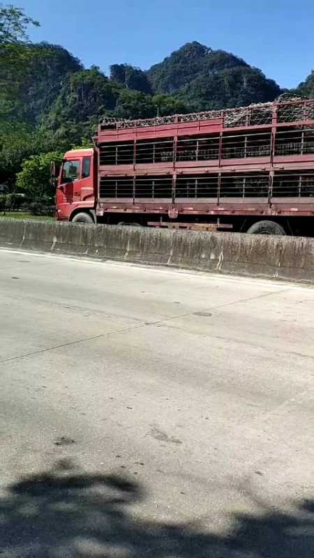 国庆我在岗 10月4日上午10点,g359国道春湾镇卫国红绿灯路段(往广州