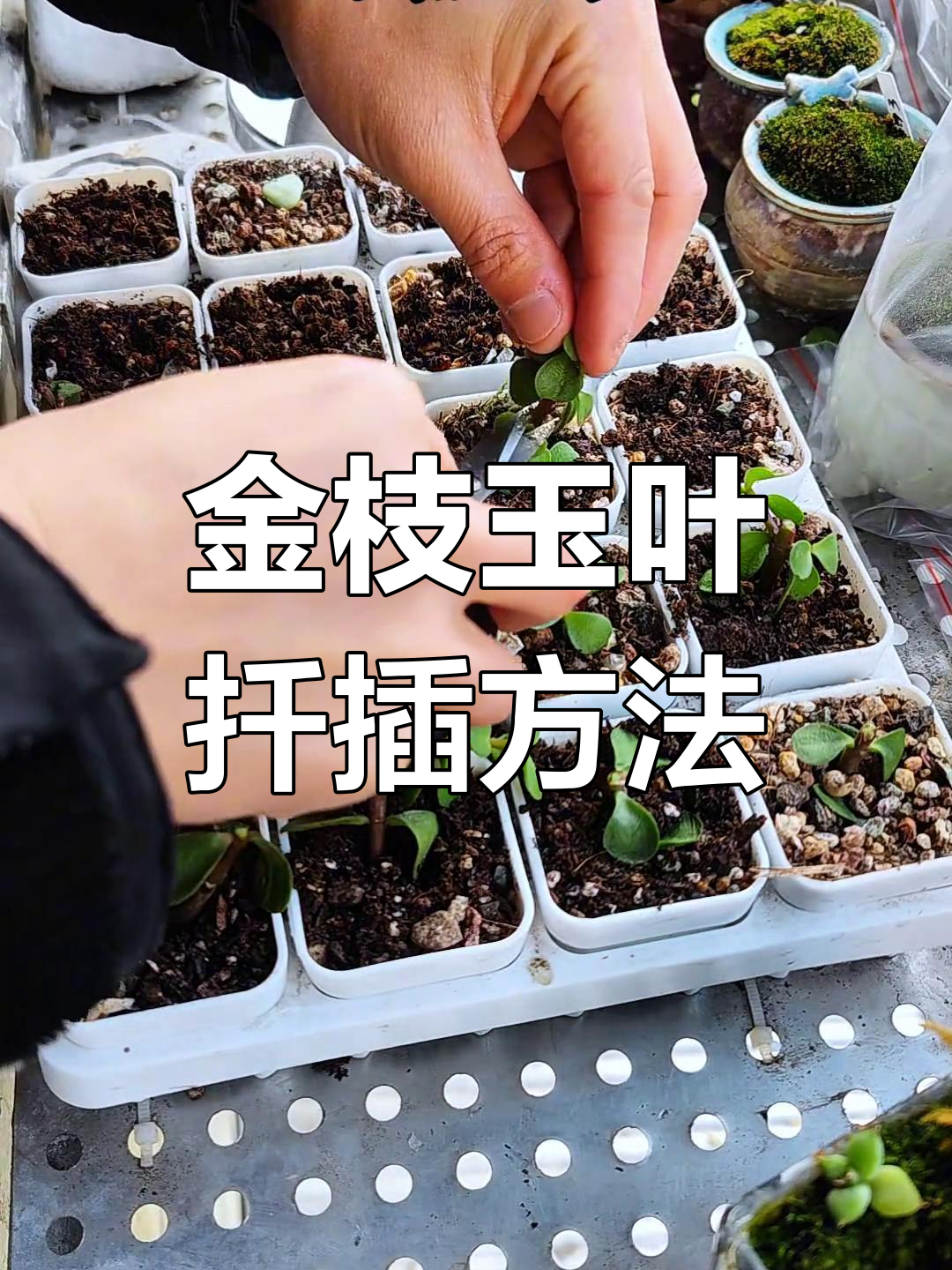 金枝玉叶四季扦插技巧,低温时室内养护