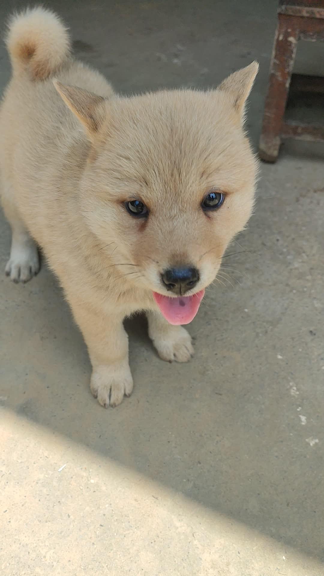 头版圆大,耳朵小,性格好,胆量大,其它的等下再介绍 中华田园犬 喜欢