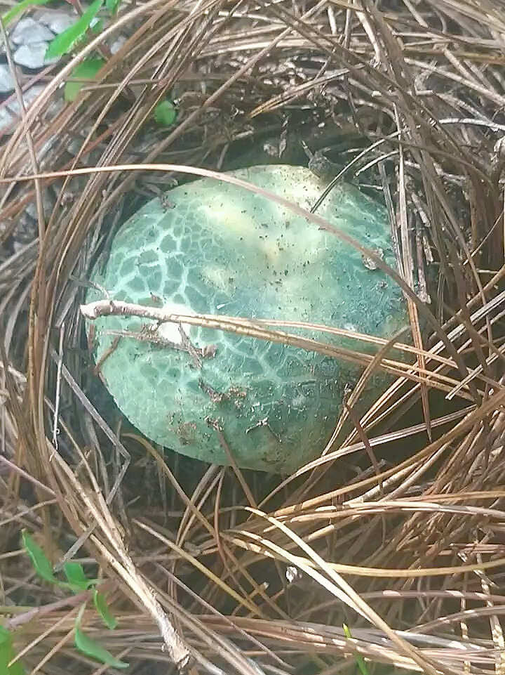 青头菌又叫绿豆菌