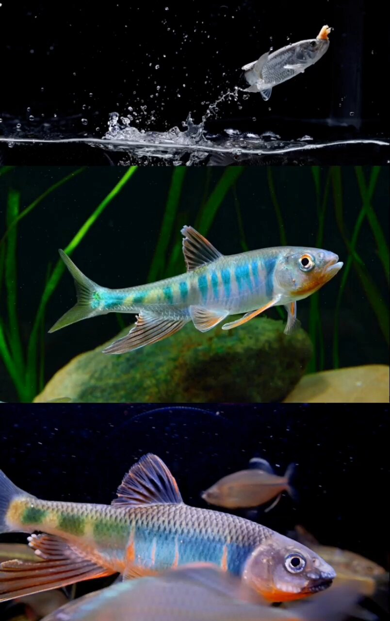 马口～长鳍鱲～宽鳍鱲～傻傻分不清楚?