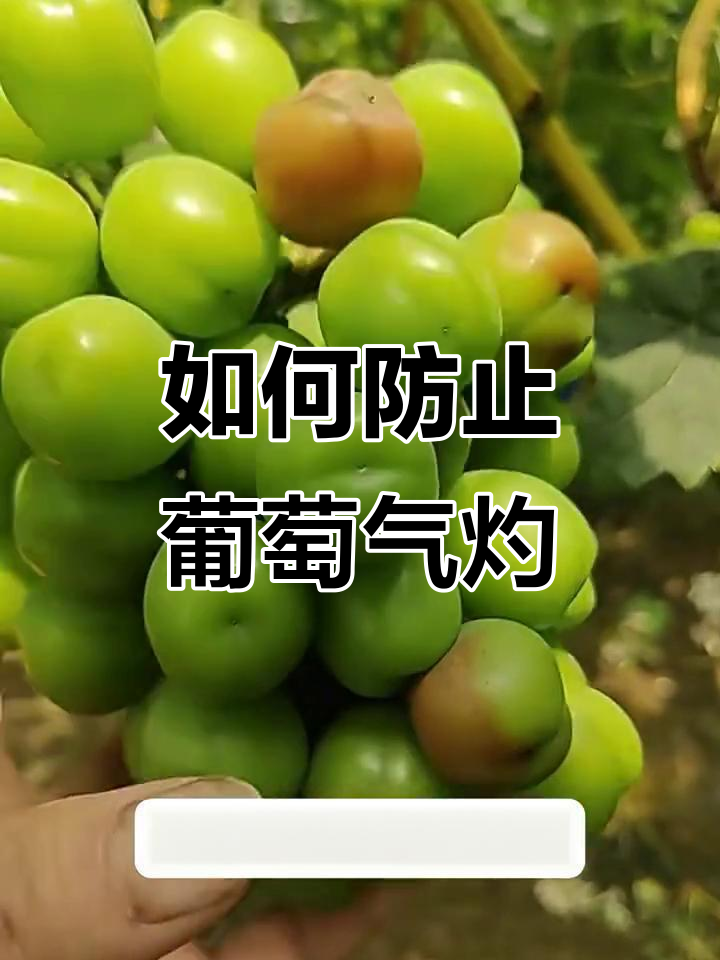 葡萄气灼原因及预防方法,避免高温伤害