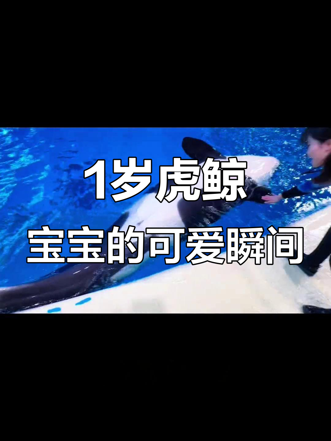 一岁虎鲸宝宝萌态百出,粉嫩牙齿超可爱