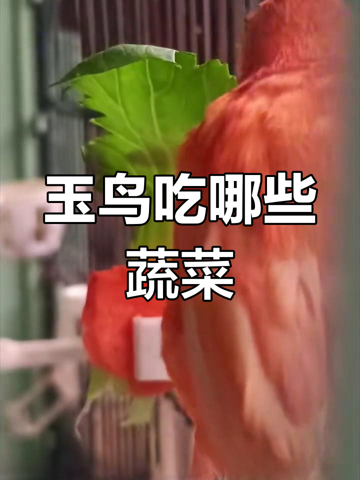 玉鸟芙蓉鸟的蔬菜食谱,了解它们爱吃什么