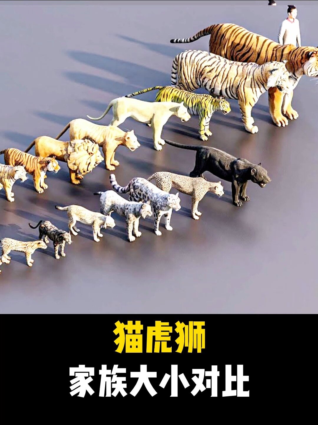 猫老虎狮子猫科动物家族大小对比最大是谁