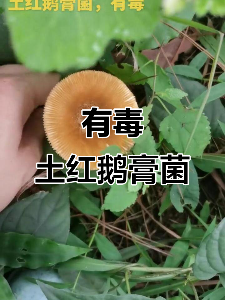 土红鹅膏菌:有毒蘑菇,认清特征别误食