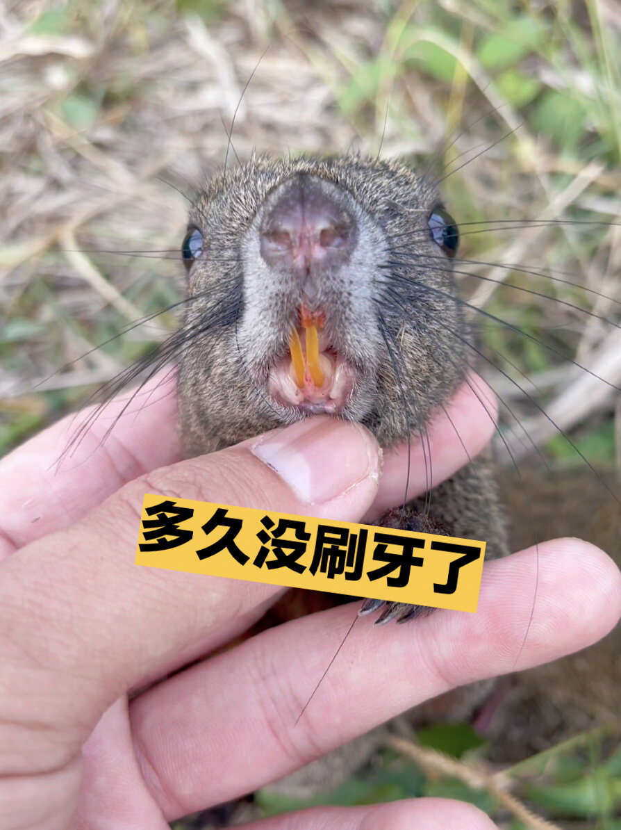 松鼠牙齿发黄,是多久没刷牙了