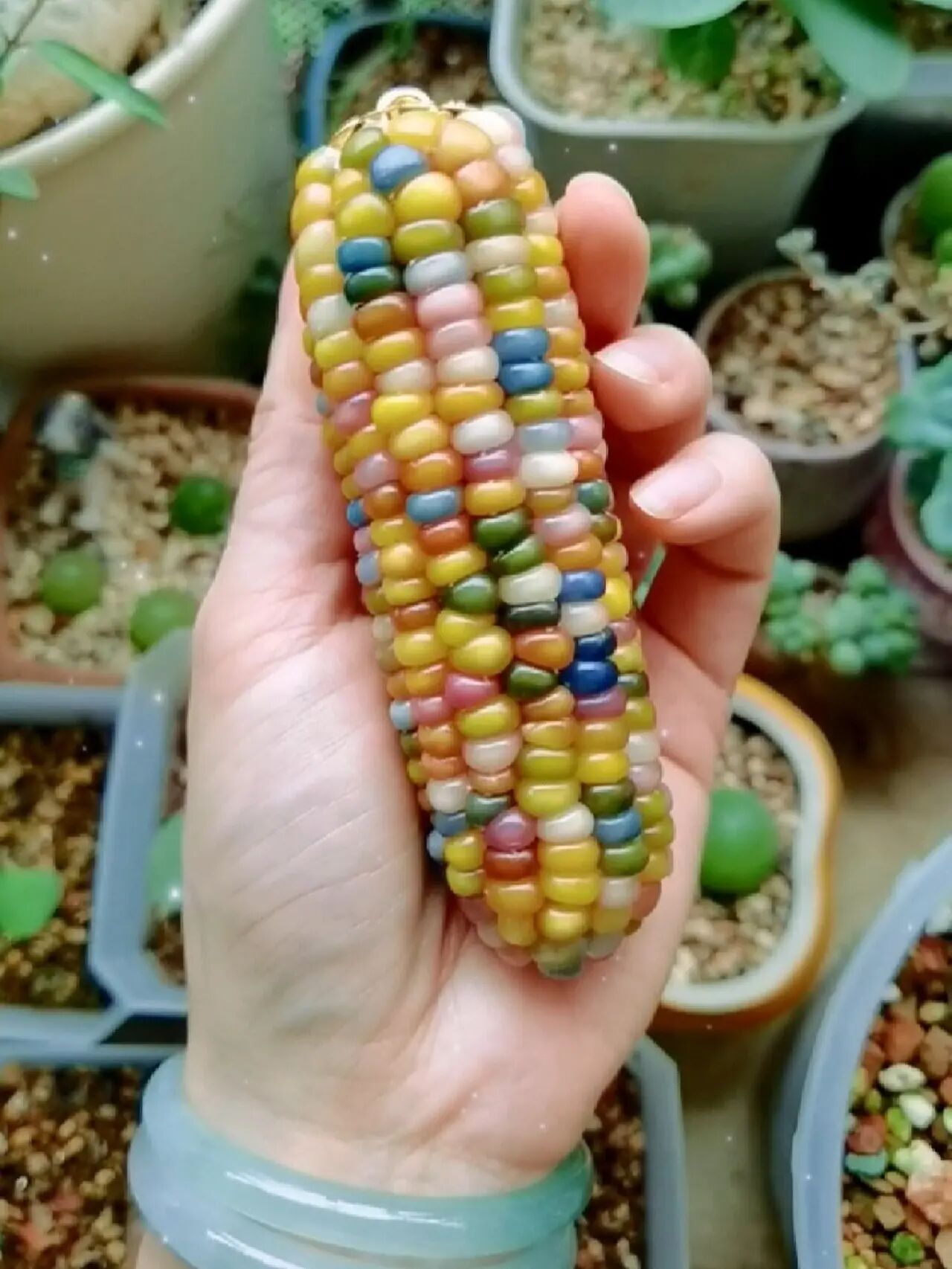 七彩宝石玉米鲜彩色系