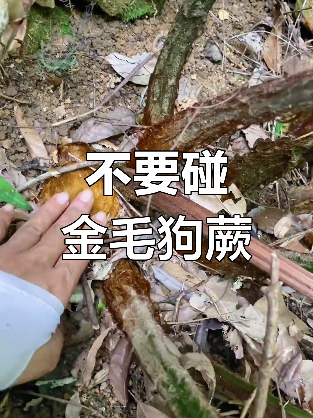 金毛狗蕨是保护植物吗图片