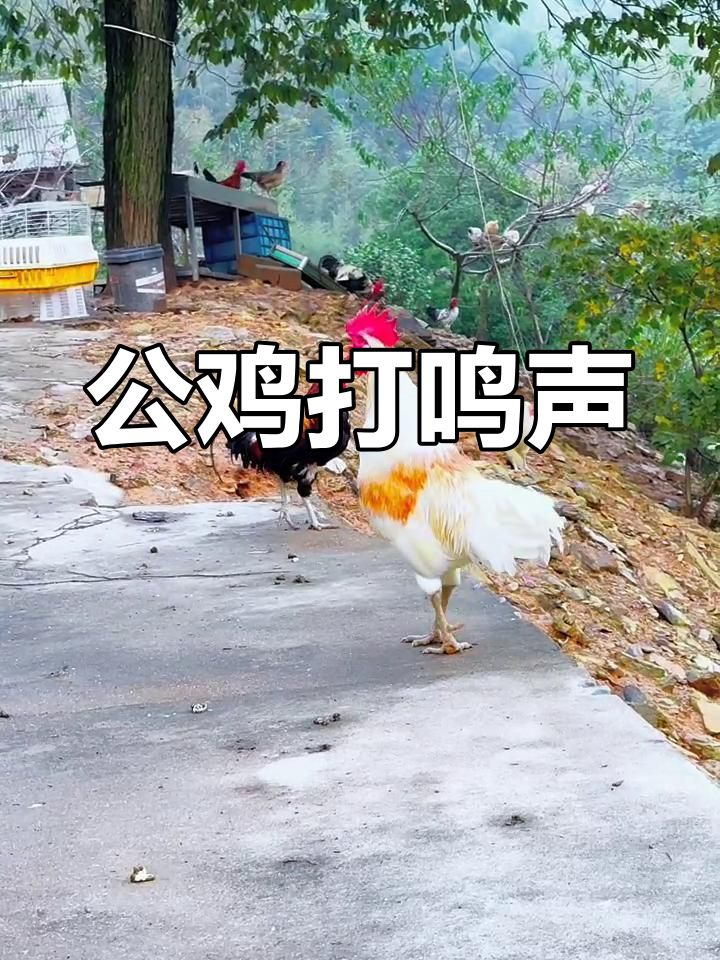 公鸡打鸣的声音,清晨的交响乐