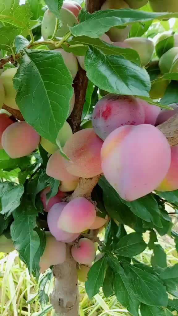 吉林吉盛李子苗 哪里有吉盛李子树苗-度小视