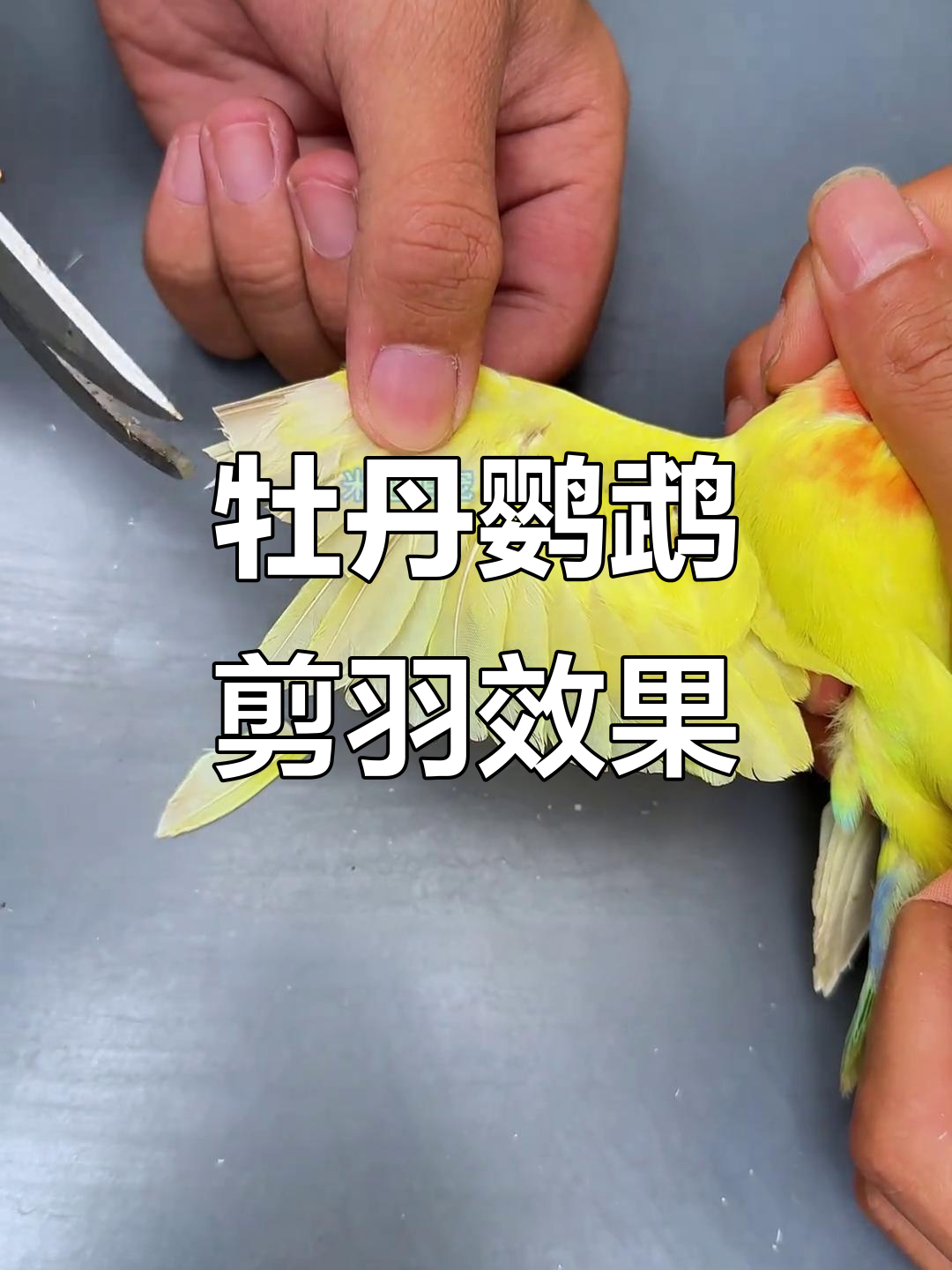 剪羽后的牡丹鹦鹉,飞行能力大变样