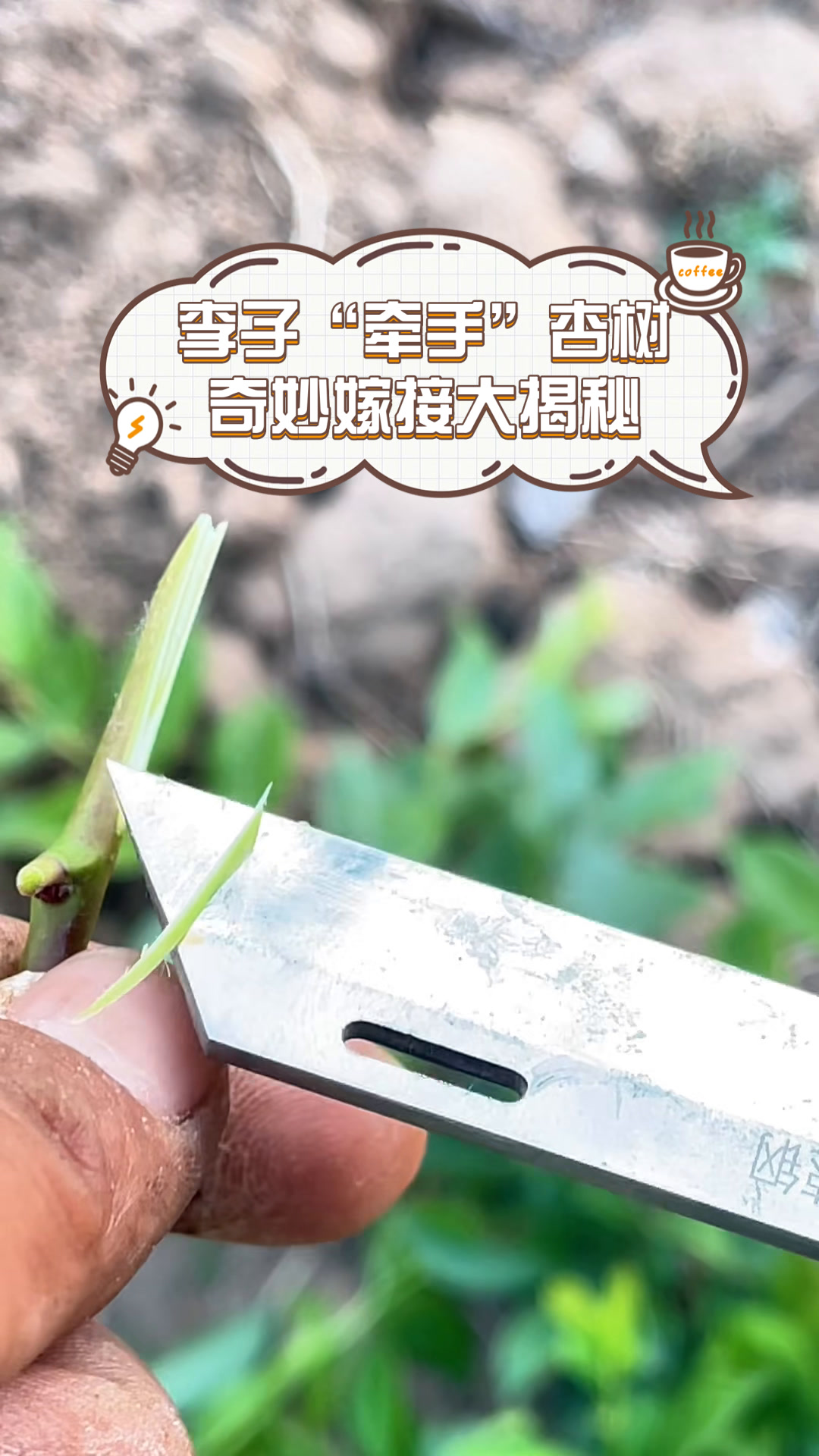 李子"牵手"杏树,奇妙嫁接大揭秘