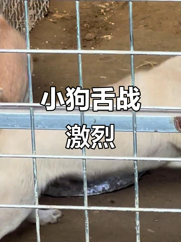 黑色舌头小公犬激烈斗殴,勇猛无比