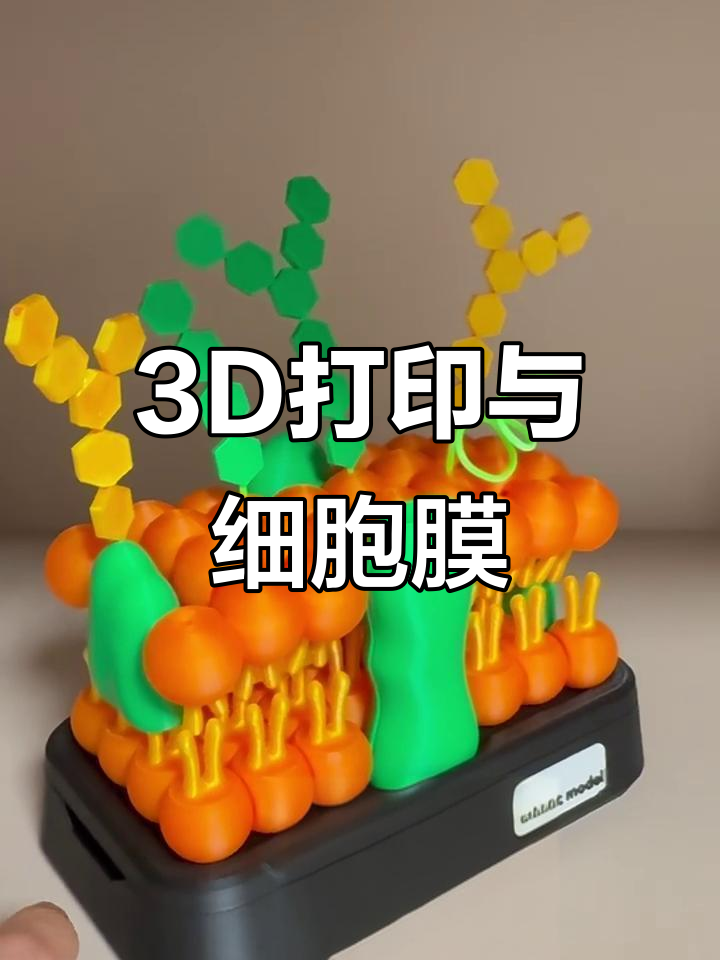 3d打印揭示流动镶嵌模型,揭秘细胞膜结构