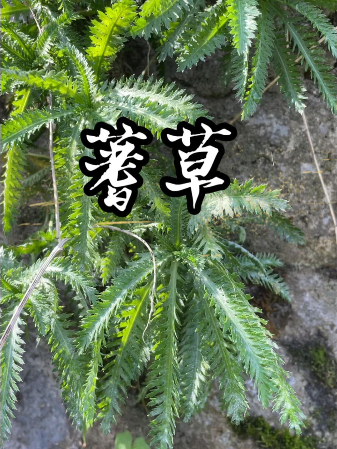 锯齿草"羽毛草","蜈蚣草" "蚰蜒草