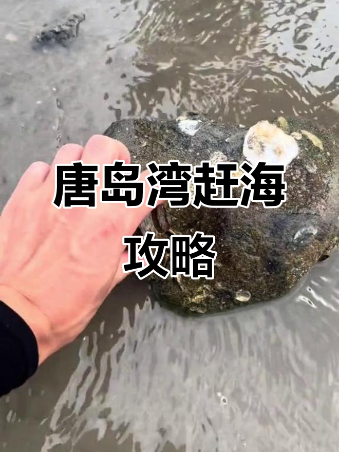 青岛赶海必去唐岛湾,海鲜抓不停!