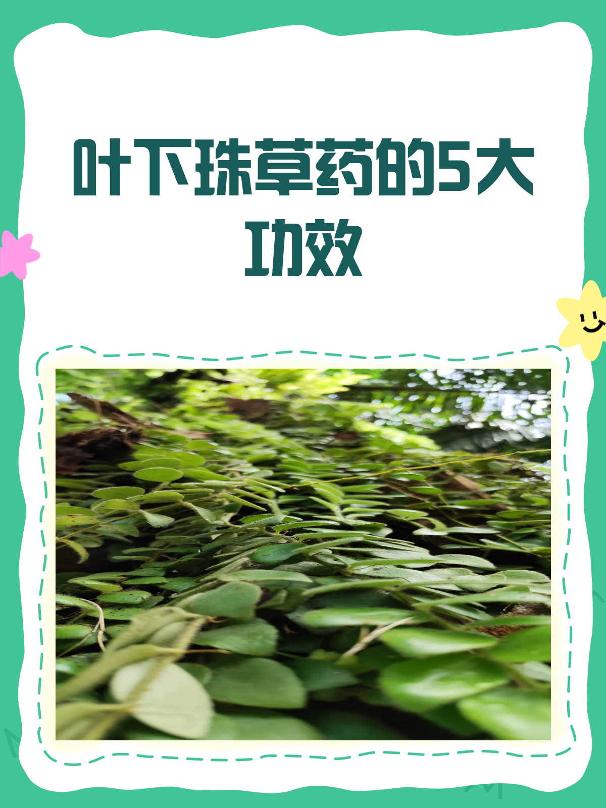 叶下珠草药,你知道它有哪些神奇功效吗?
