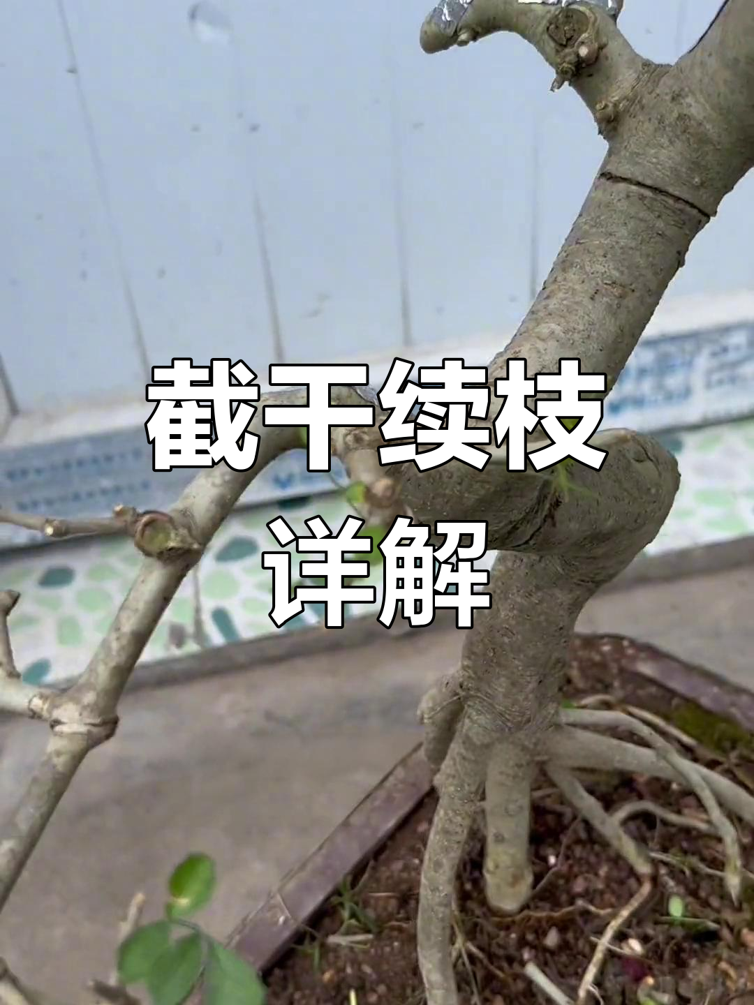 什么是截干蓄杆?岭南盆景修剪技巧揭秘