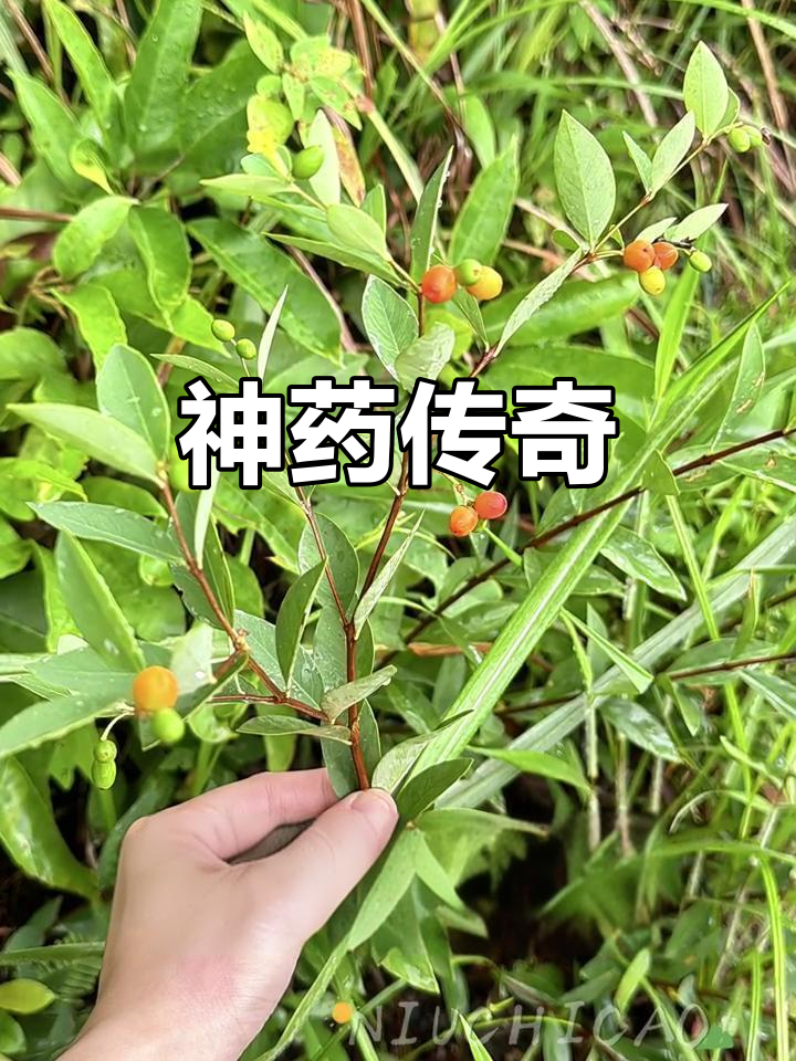 神奇野草,跌打损伤救星,但需遵医嘱使用!