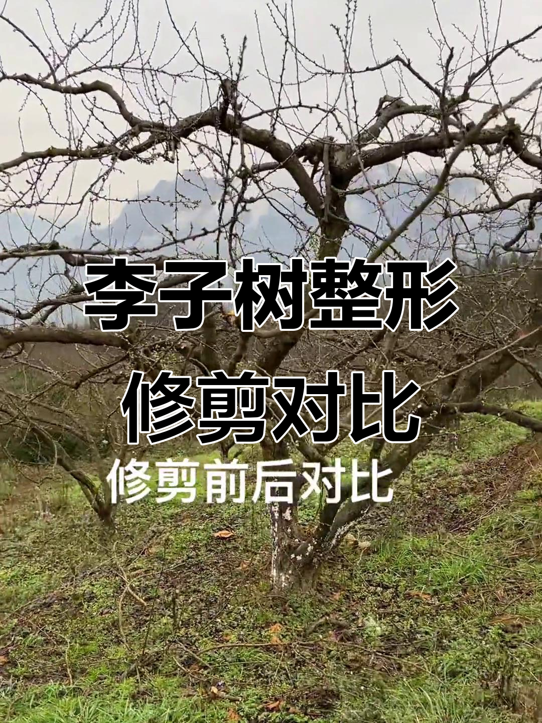 24年李子树修剪前后对比,效果惊人