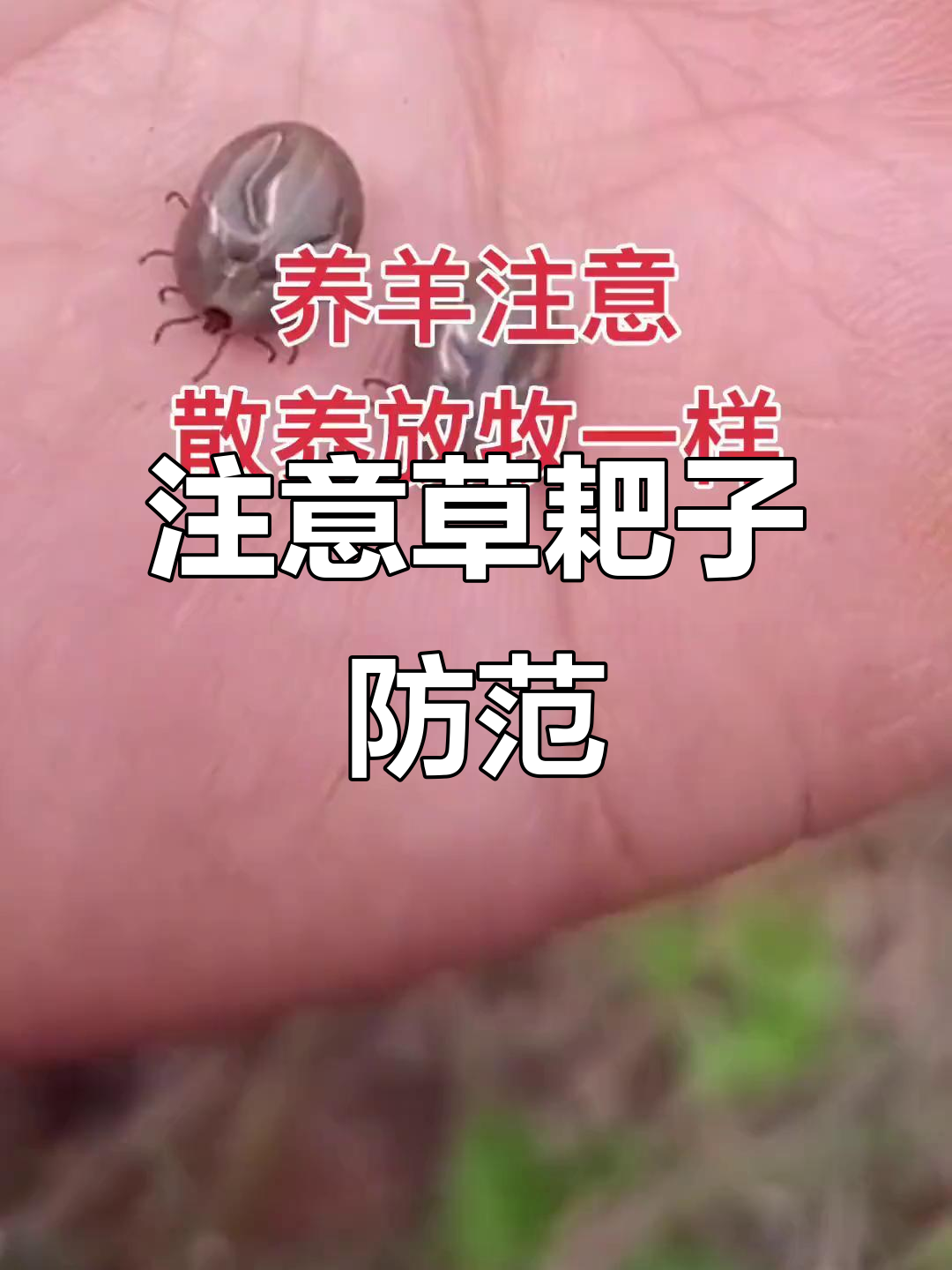 草爬子季节来袭,养殖户必看预防技巧