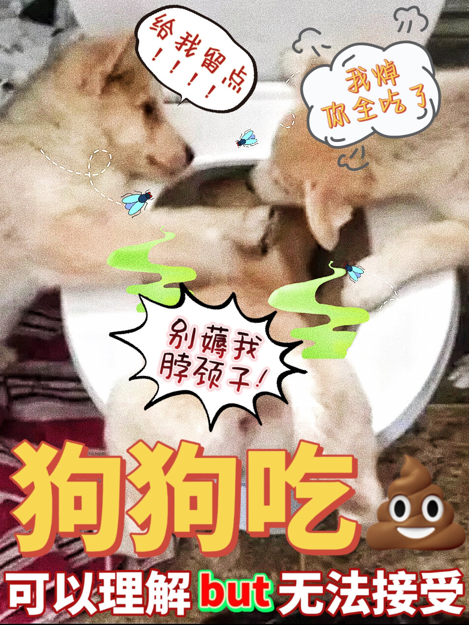 狗狗吃粑粑因为啥咋解决04