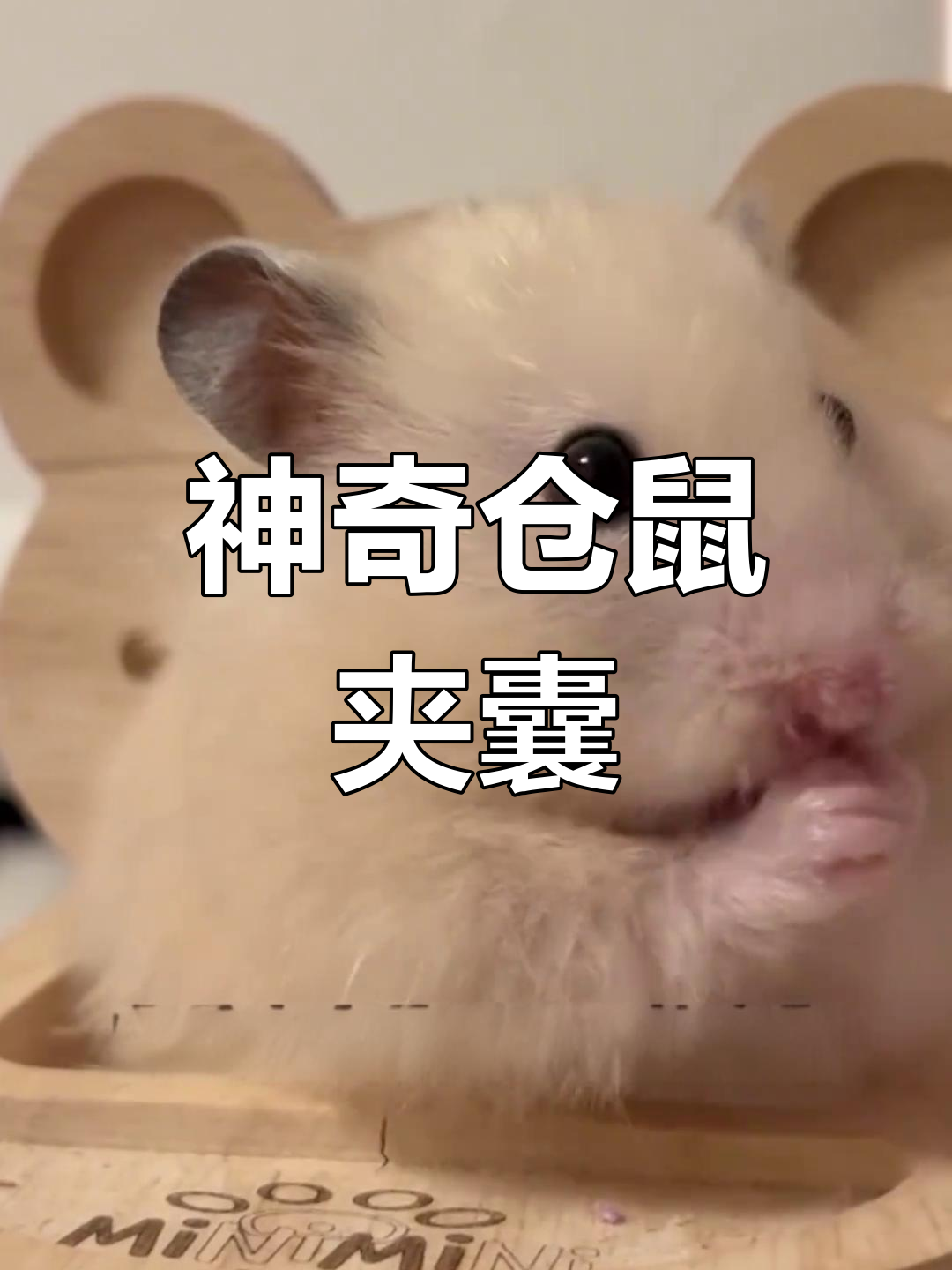 仓鼠颊囊藏食物,能装自重一半!