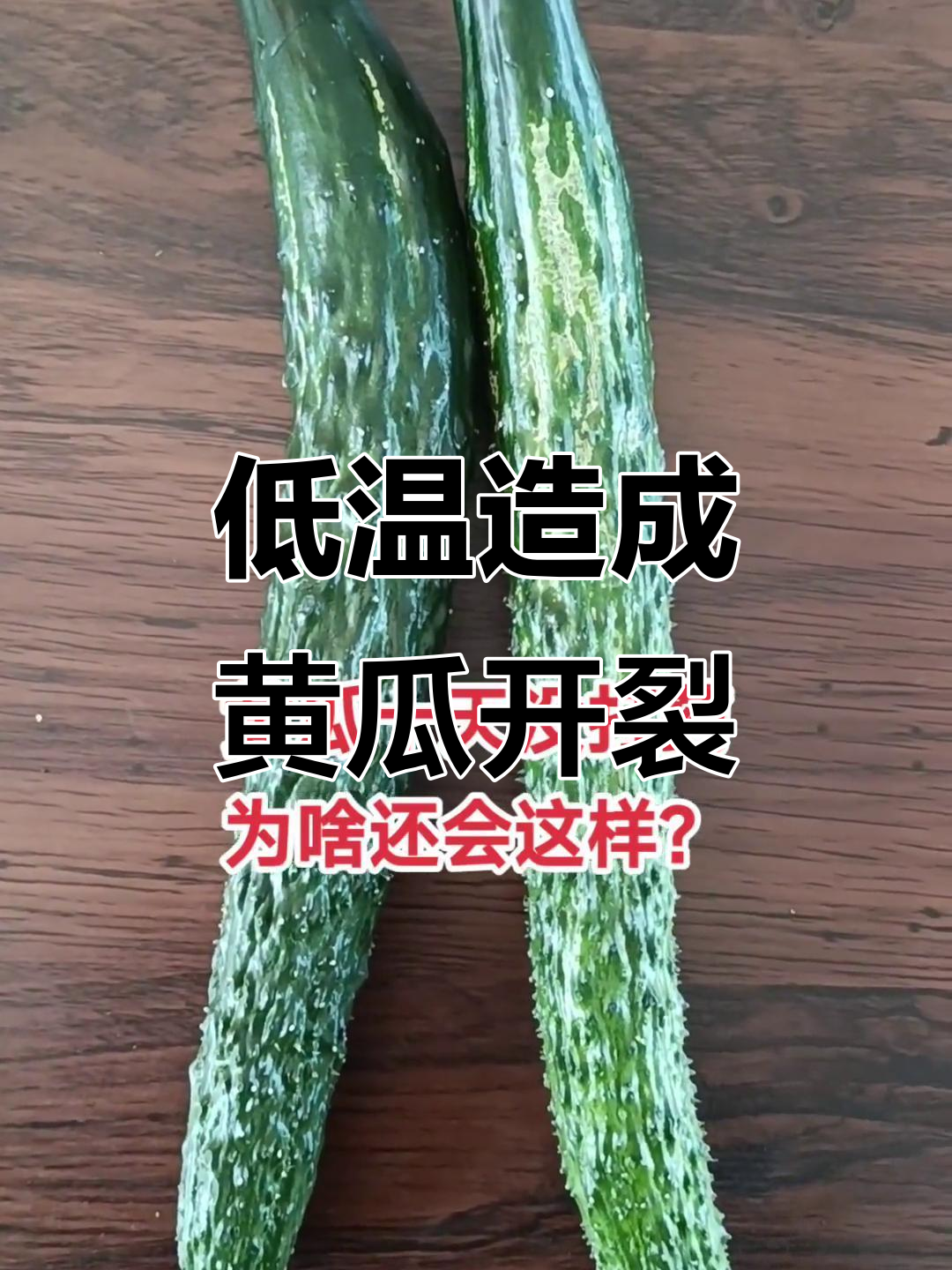黄瓜冻伤原因分析:突然降温导致裂痕