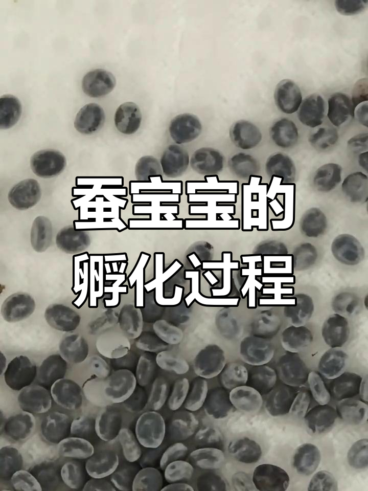 蚕宝宝从卵到成虫的成长全过程,萌态百出!
