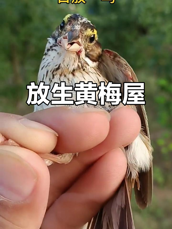 观察黄眉鹀,放飞自然,零伤害研究鸟类