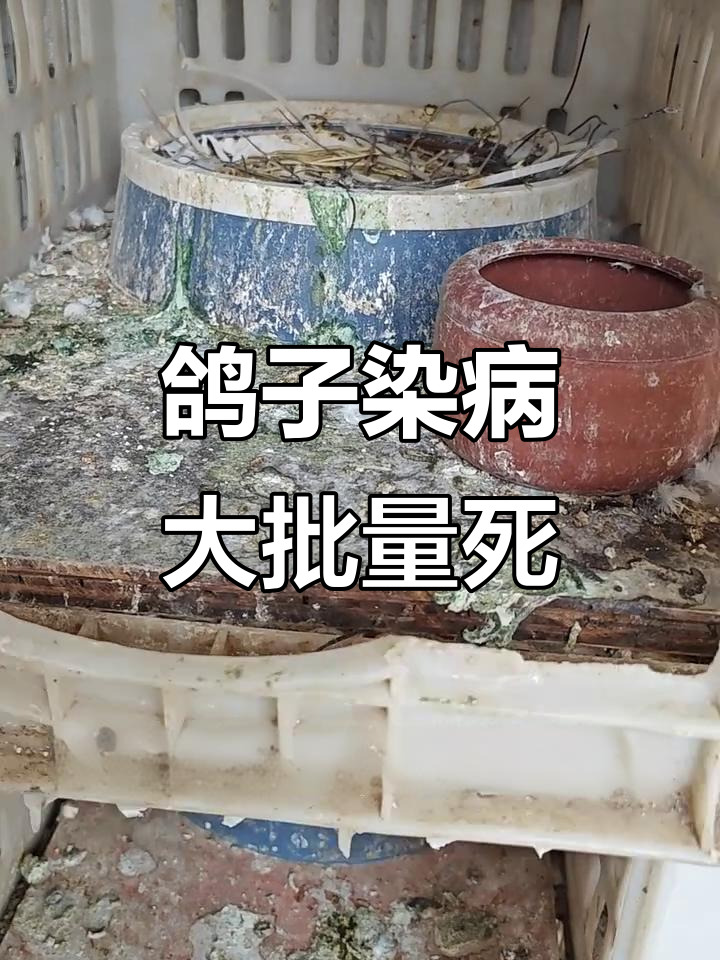 鸽子感染沙门氏菌,死亡惨重!青棚里的悲剧