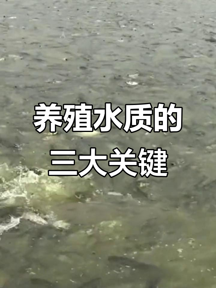 养鱼赚钱吗风险大吗(养鱼赚钱吗风险大吗知乎)