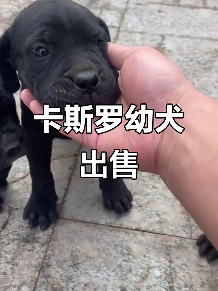 38天卡斯罗幼犬,活泼可爱等你带回家