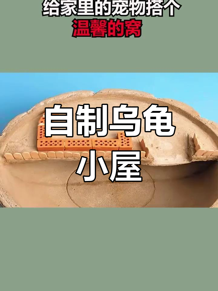 打造温馨乌龟小窝