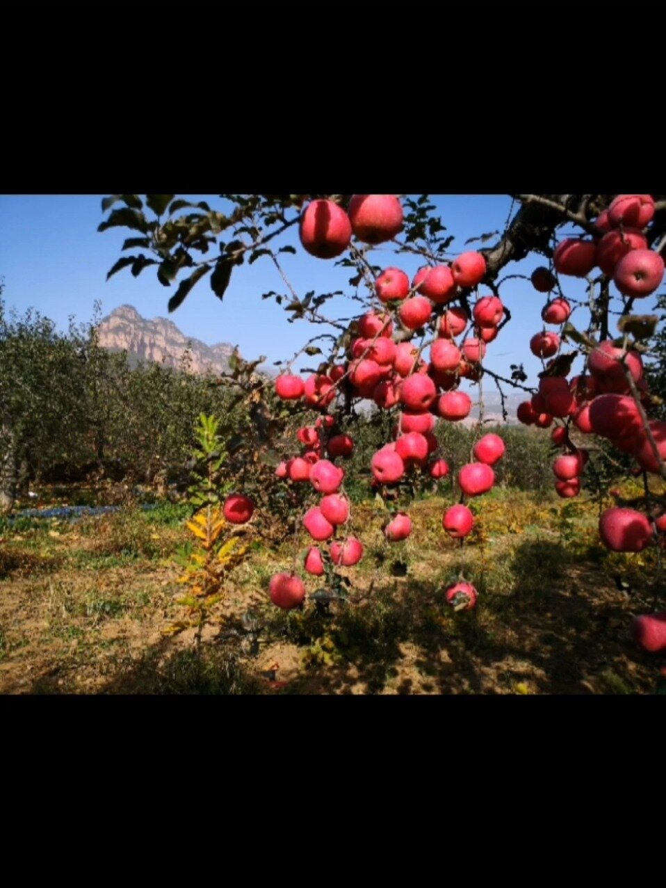 河北邢台前南峪浆水镇苹果