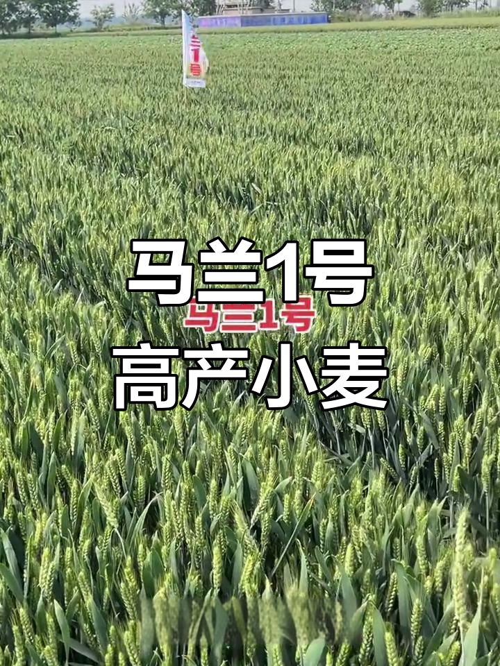 马兰1号:矮杆大穗高产小麦,抗倒性强无病害