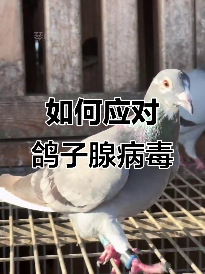 鸽子腺病毒感染:症状与防治方法全解析