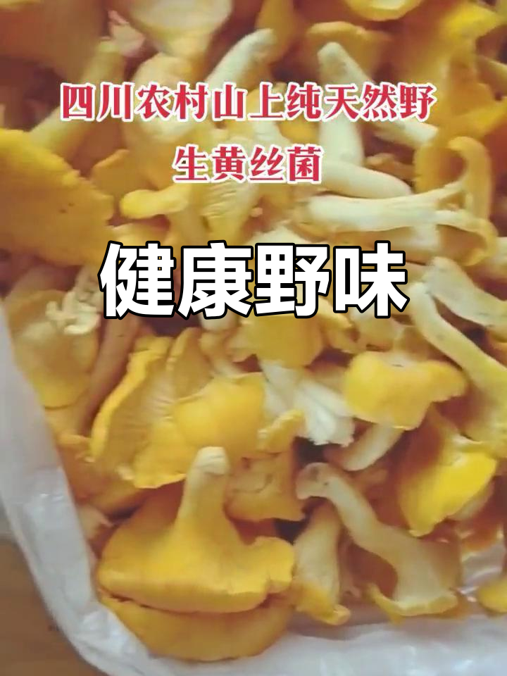 野生黄丝菌,天然美味,健康活力满满!