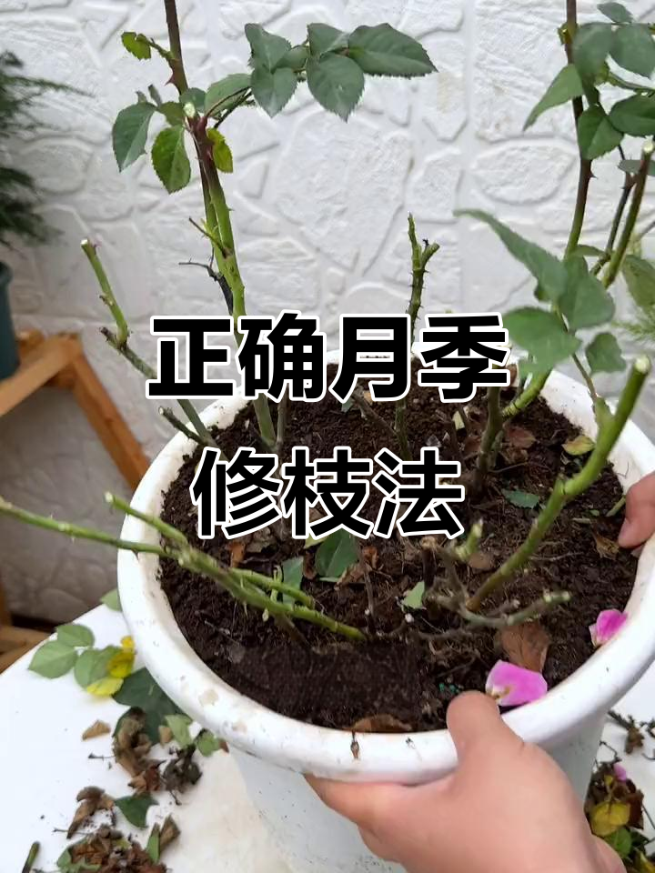 月季花修剪技巧,开花更旺盛