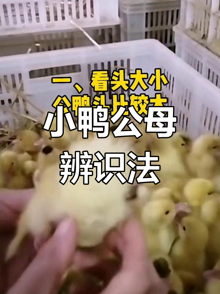 如何分辨小鸭公母?掌握这些技巧轻松辨别